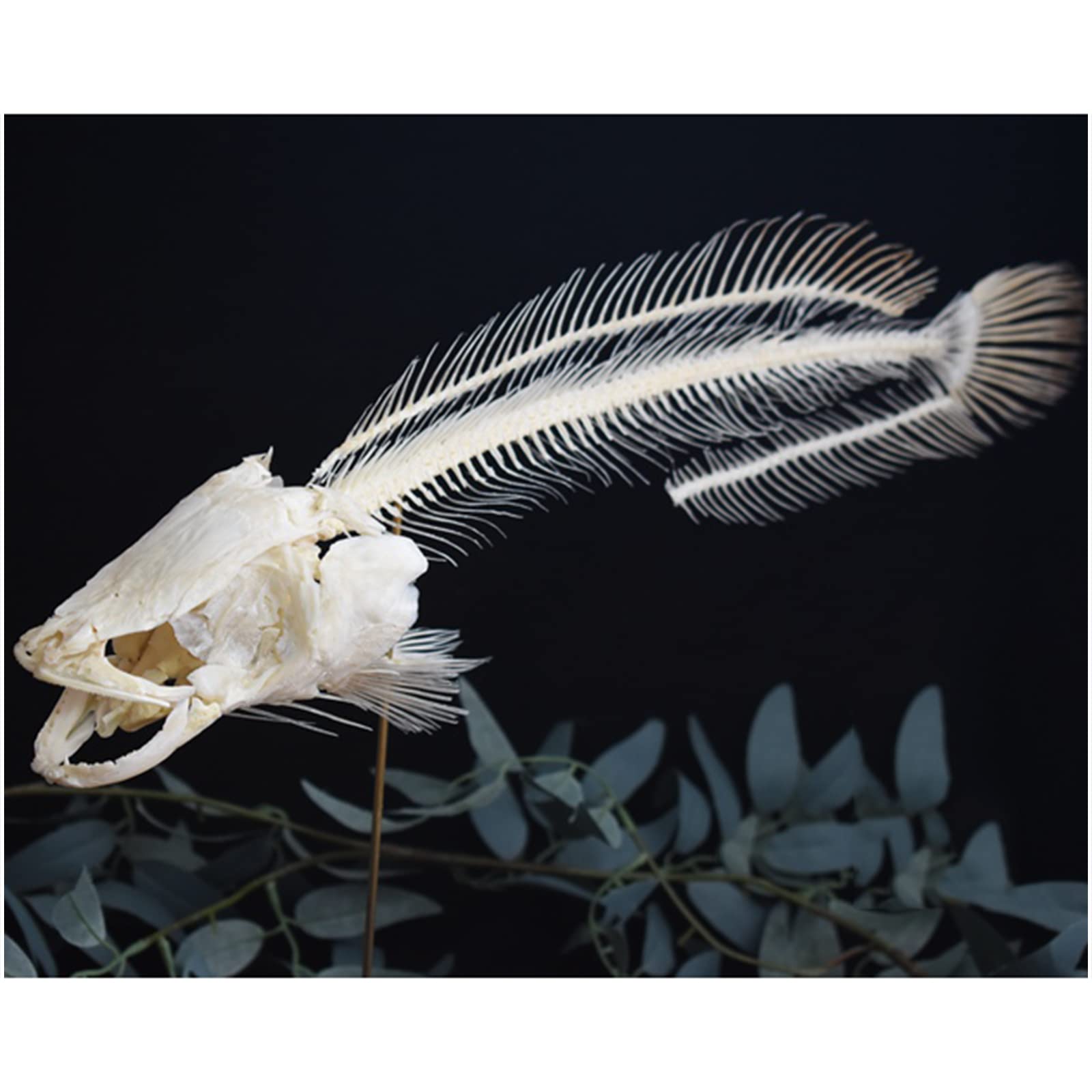 Amazon.co.jp: 魚の骨格モデル - ライギョの骨格標本 - 生物学、科学